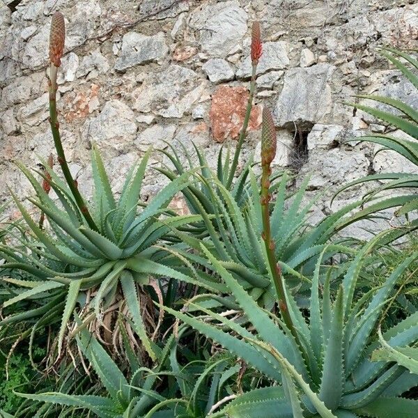 Aloe arborescens Folha