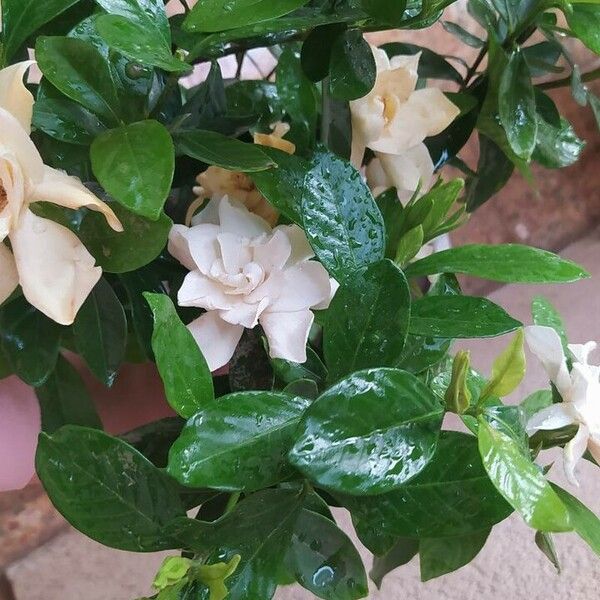 Gardenia jasminoides Casca