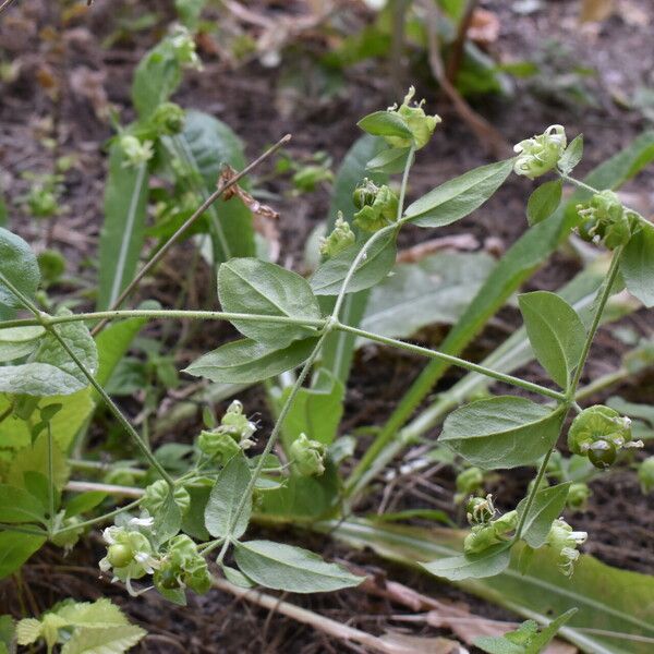 Silene baccifera Hábito