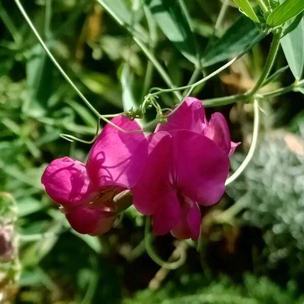 Lathyrus tuberosus Цвят