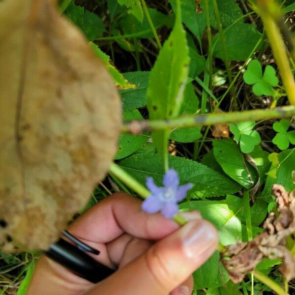 Campanulastrum americanum Flower