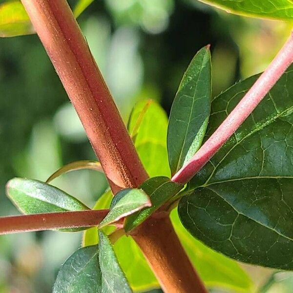 Abelia x grandiflora خشب