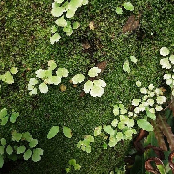 Adiantum raddianum Fulla