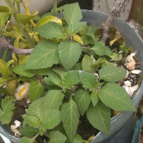 Coleus amboinicus Feuille