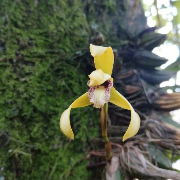 Maxillaria porrecta Floare