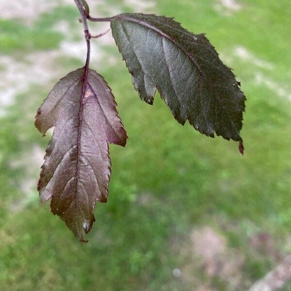 Malus hupehensis 葉