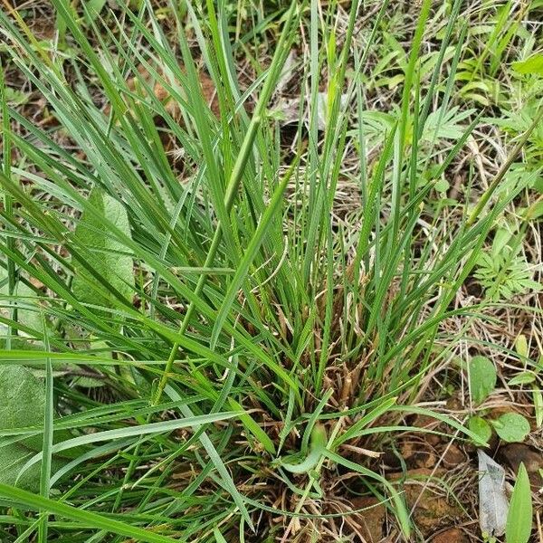 Heteropogon contortus Blad