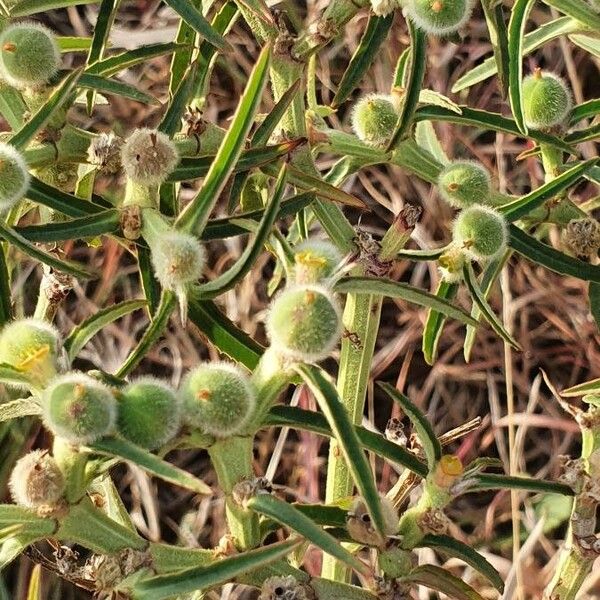 Euphorbia crotonoides Fruitua