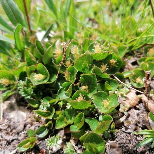 Salix herbacea Hábito