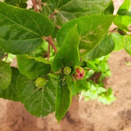 Hibiscus rosa-sinensis Folha