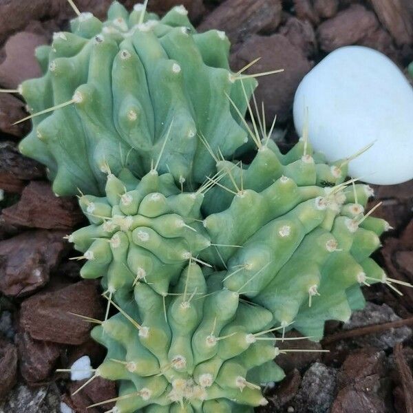 Ferocactus glaucescens Květ