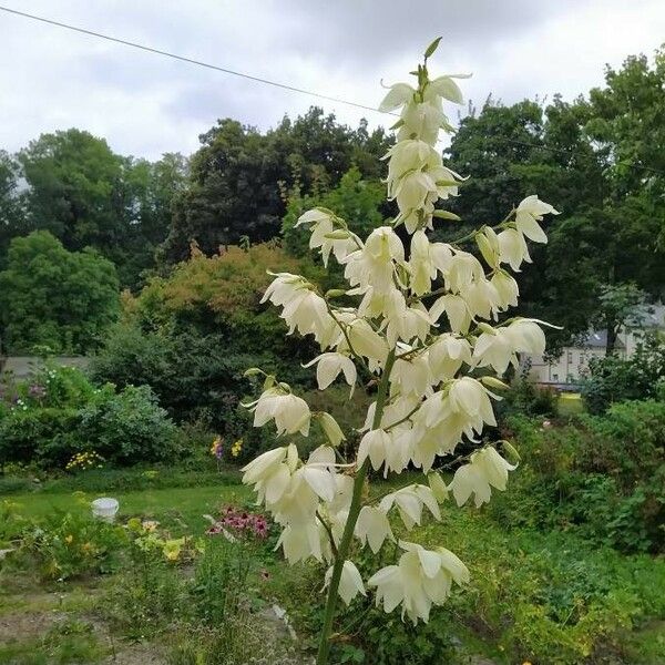 Yucca filamentosa Flower