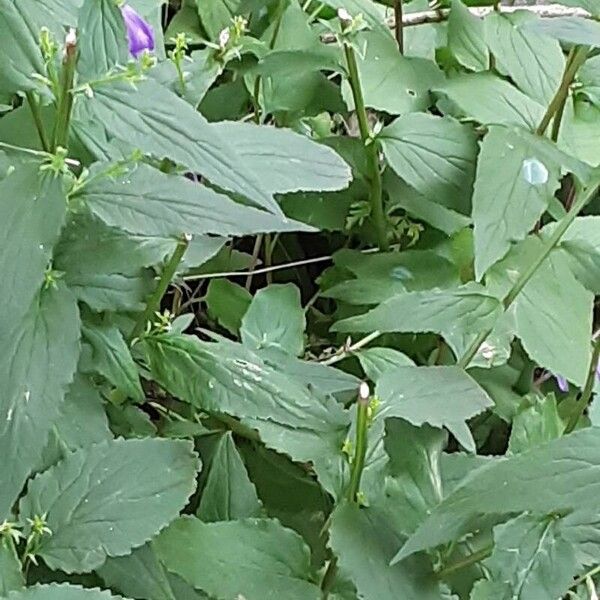 Campanula rapunculoides Blad