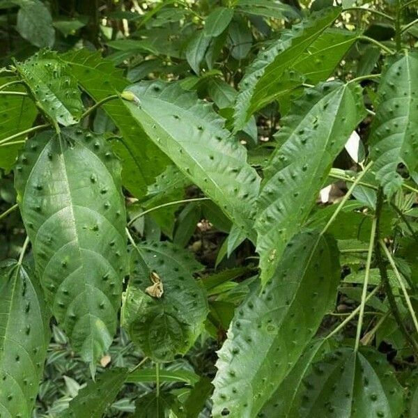 Urera baccifera Blatt