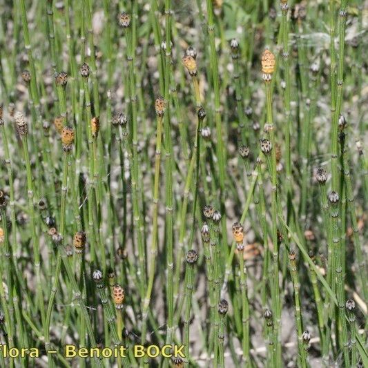 Equisetum variegatum Облик