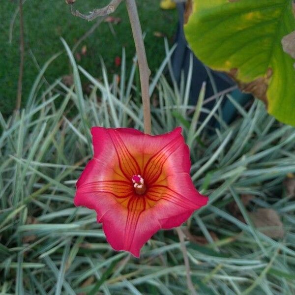 Stictocardia tiliifolia Flower