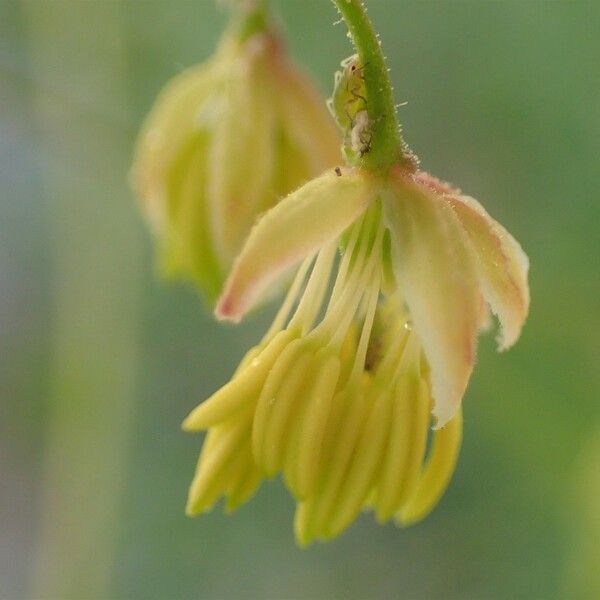 Thalictrum minus 花