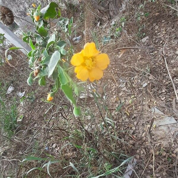 Abutilon mauritianum Flower