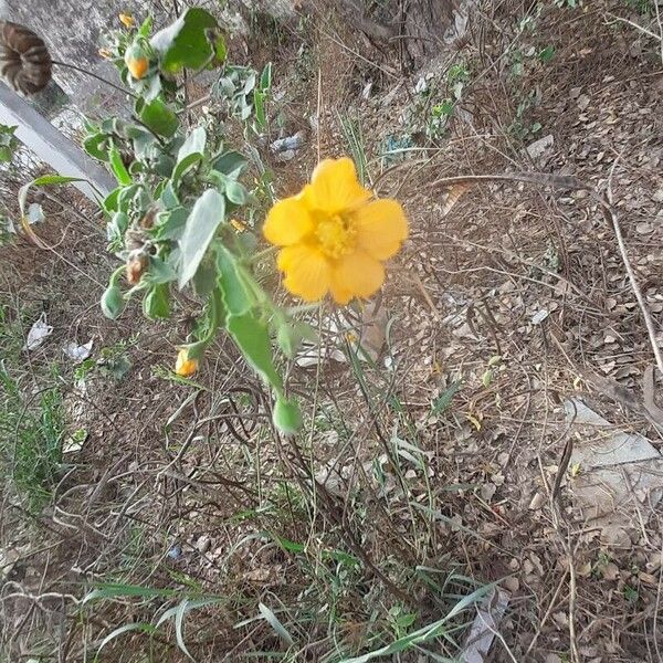 Abutilon mauritianum फूल