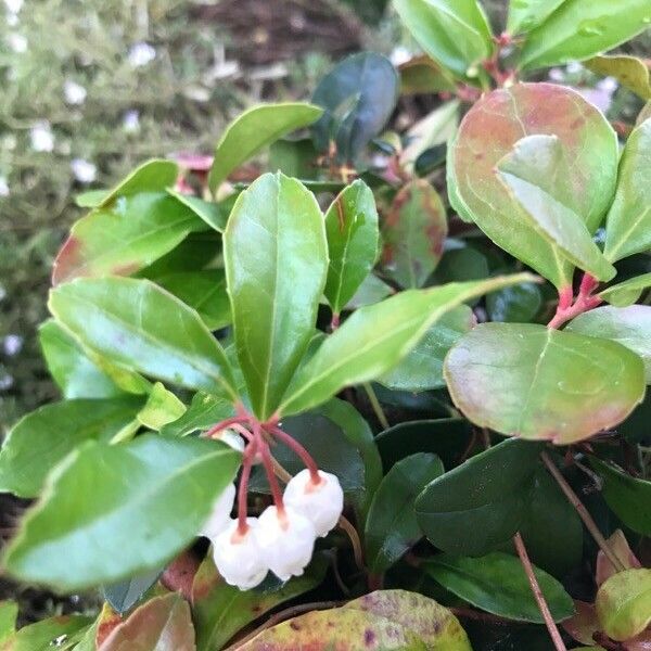 Gaultheria procumbens Flor