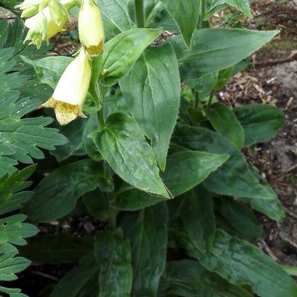 Digitalis lutea Лист