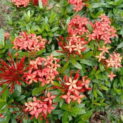 Ixora coccinea Blomst