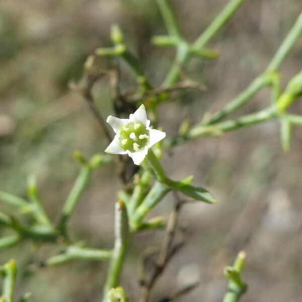 Thesium humifusum Blüte