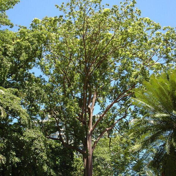 Eucalyptus deglupta आदत