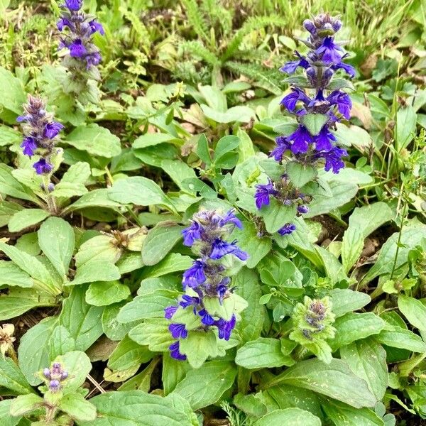 Ajuga genevensis Квітка