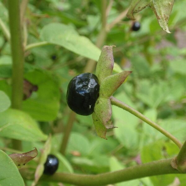 Atropa bella-donna Fruit