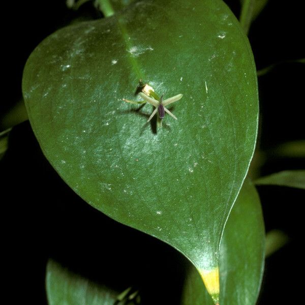 Ruscus hypoglossum Flower