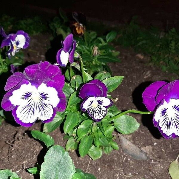 Viola tricolor ᱵᱟᱦᱟ
