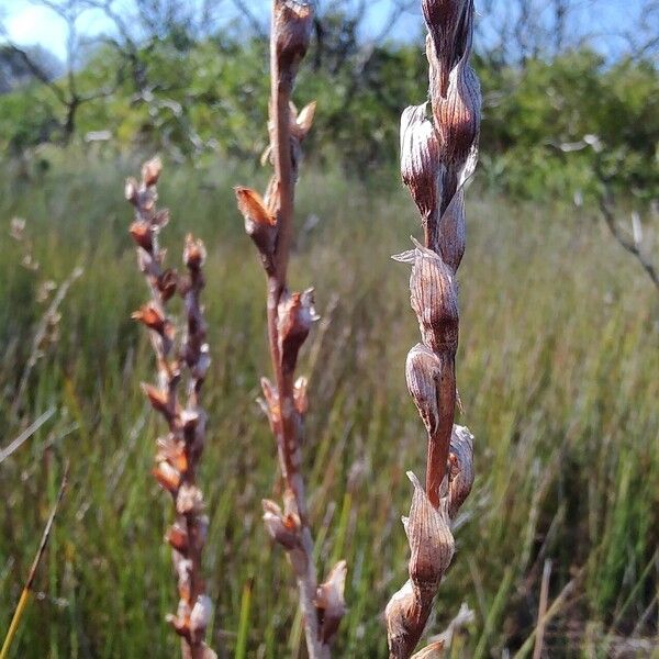 Philydrum lanuginosum Fruit