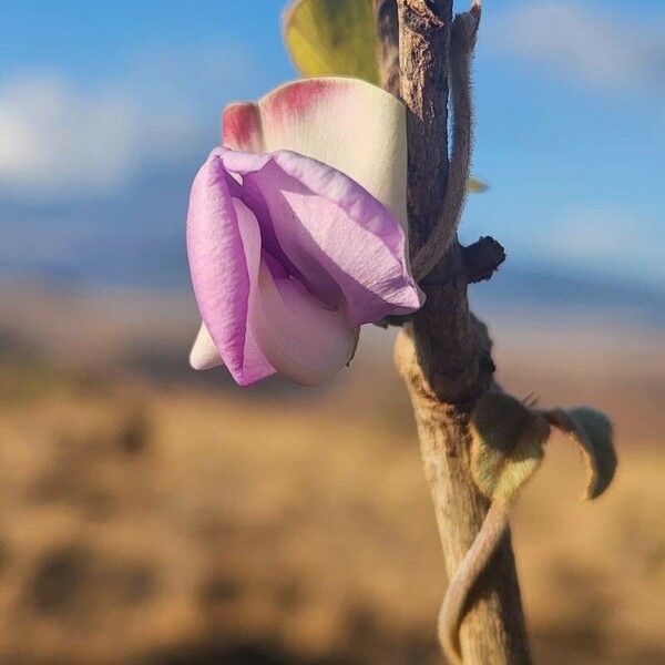 Dolichos oliveri Flower