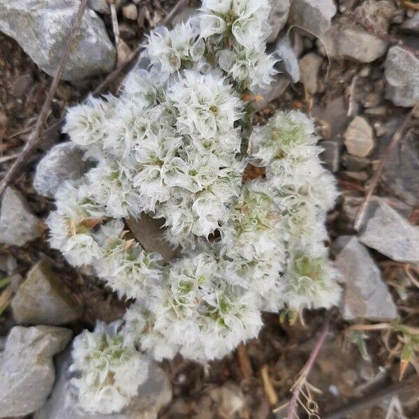 Paronychia capitata Blodyn