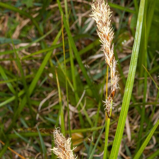 Carex caryophyllea Žiedas