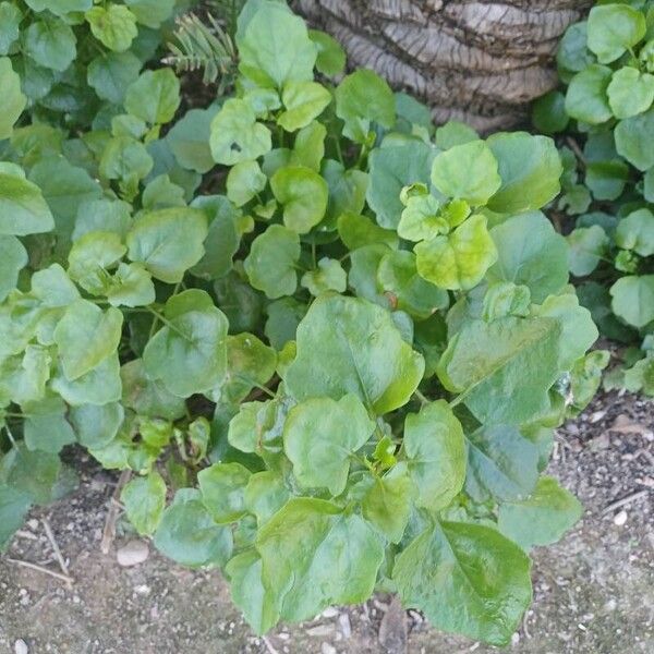 Senecio angulatus 葉