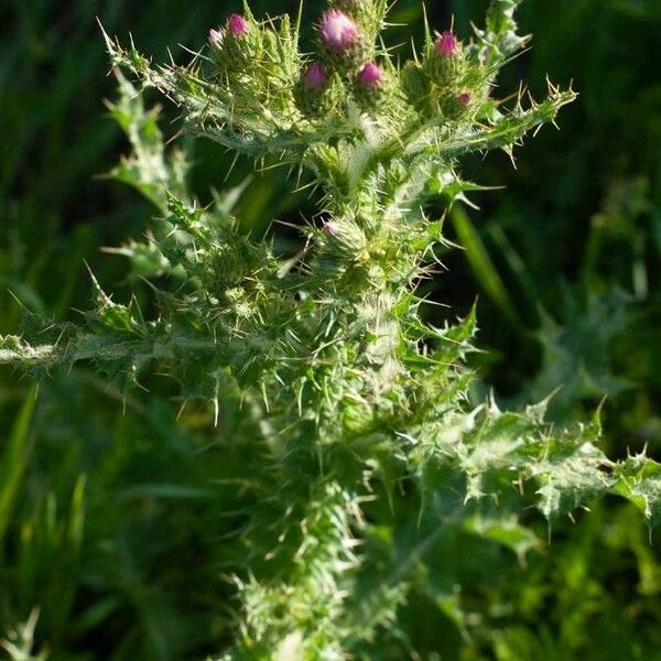 Carduus tenuiflorus Folha