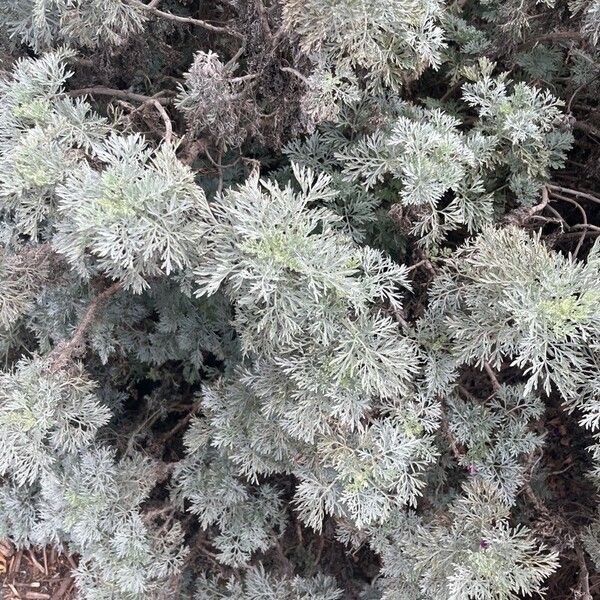 Artemisia arborescens Folio