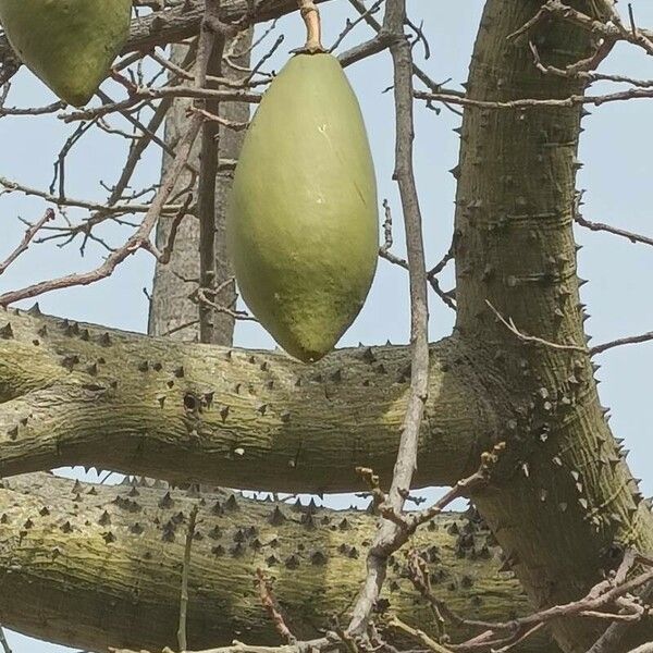 Ceiba pentandra Ŝelo