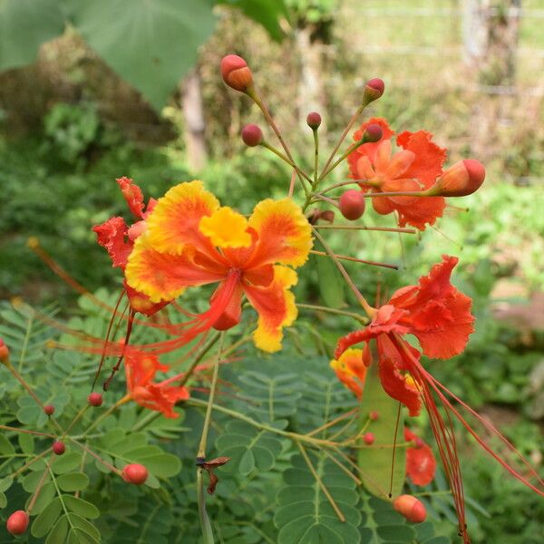 Caesalpinia pulcherrima Кветка