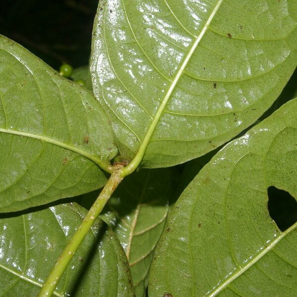 Rudgea cornifolia ഇല