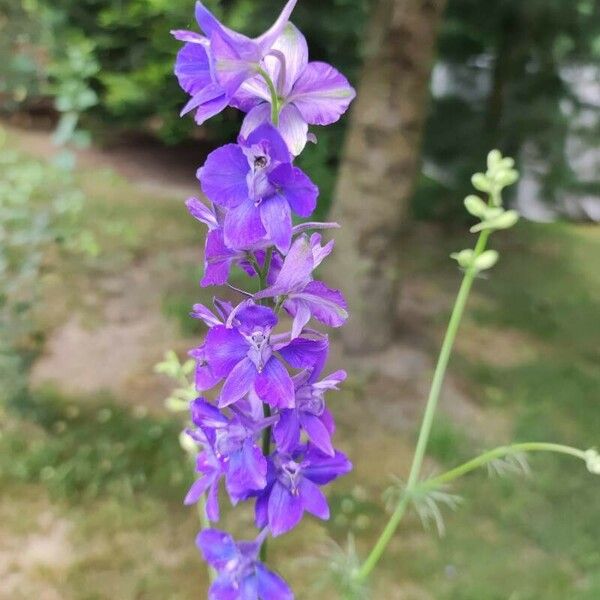 Delphinium ajacis Cvet