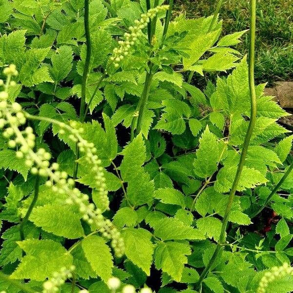 Actaea racemosa Хабит