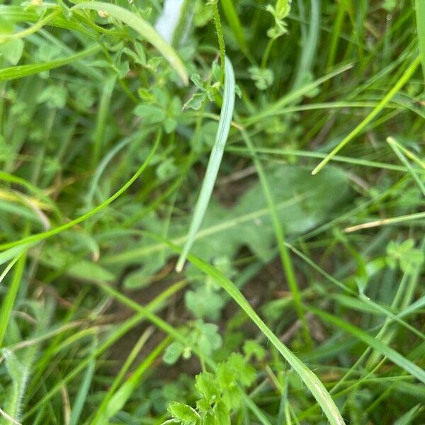 Leontodon hispidus Leaf