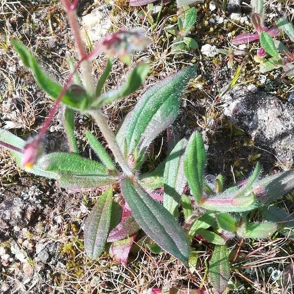 Tuberaria guttata 葉