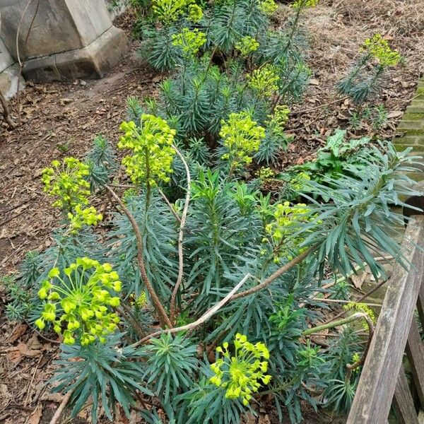 Euphorbia characias Hábitos