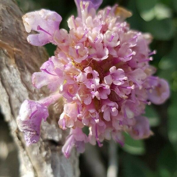 Lomelosia cretica Flower