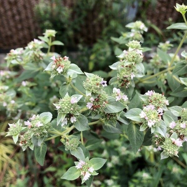 Pycnanthemum muticum Flower