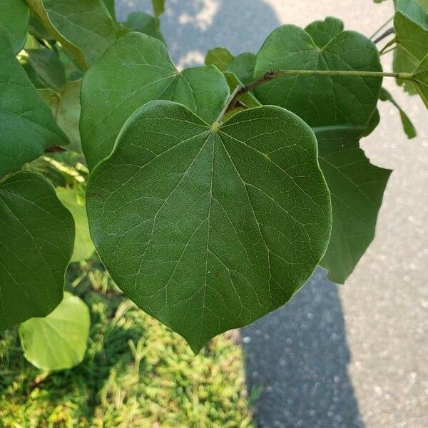 Cercis canadensis برگ